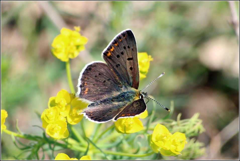 Lycaena tityrus - barna tűzlepke