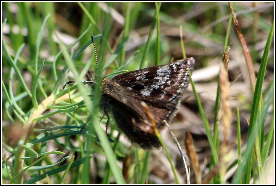 Erynnis tages - cigánylepke