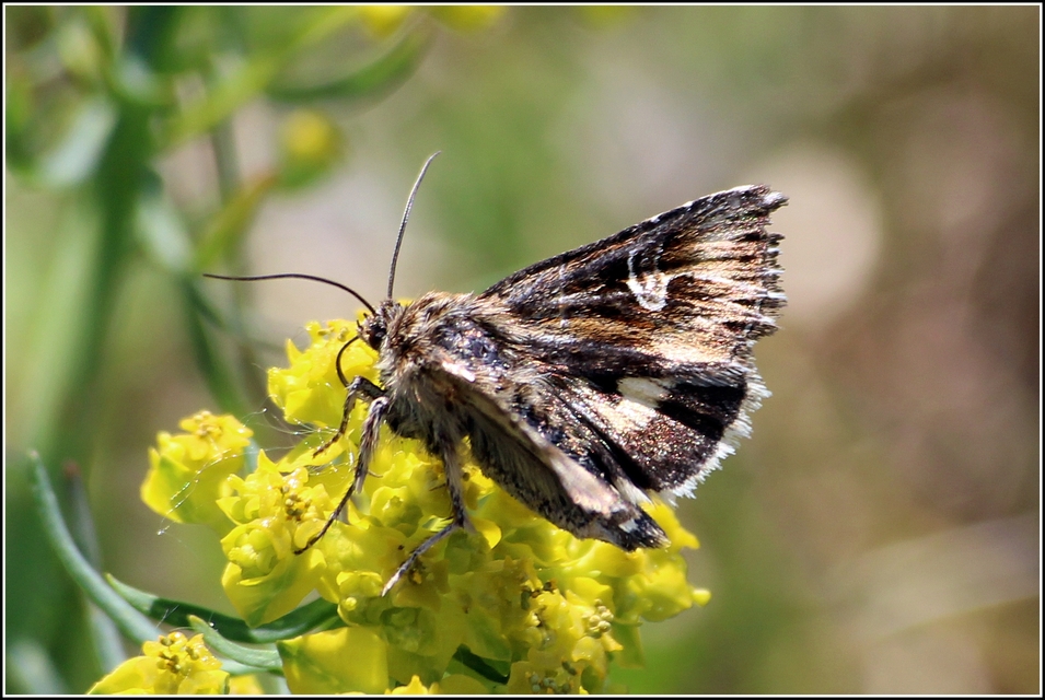 Actinotia radiosa - kis sugarasbagoly