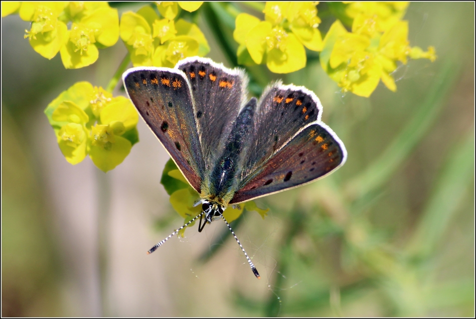 Lycaena tityrus - barna tűzlepke