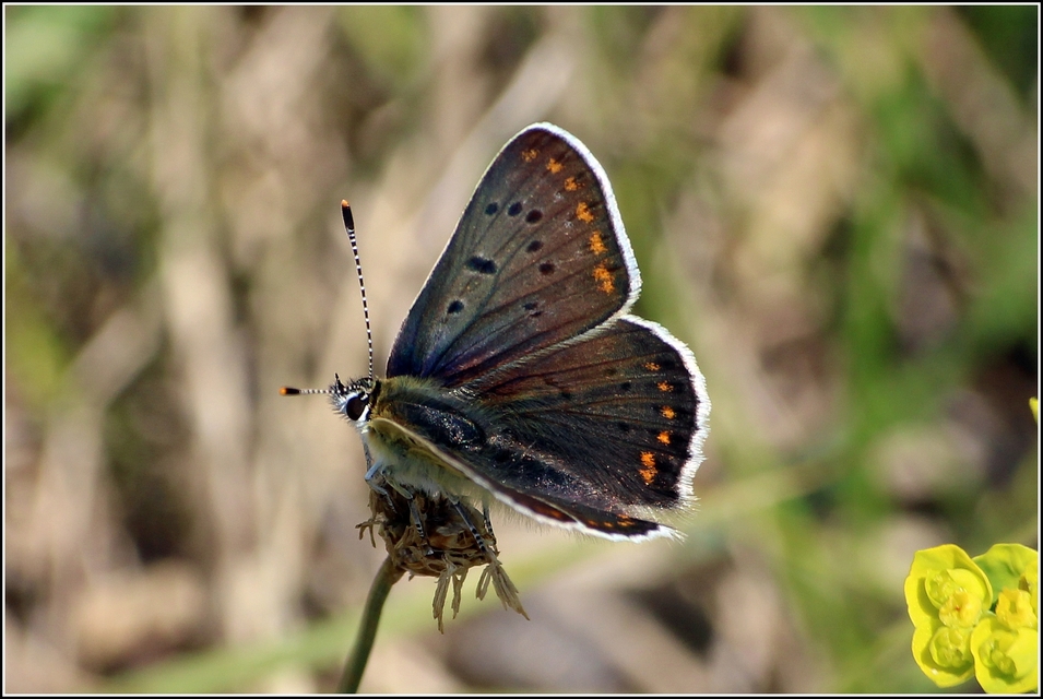 Lycaena tityrus - barna tűzlepke