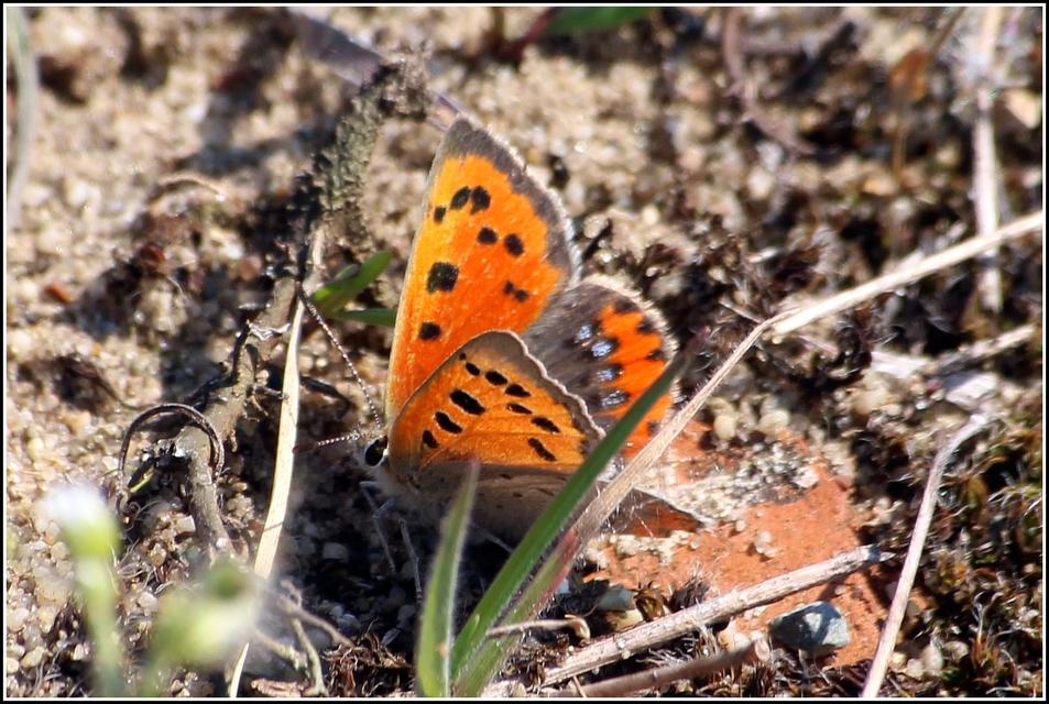 Lycaena phlaeas - közönséges tűzlepke
