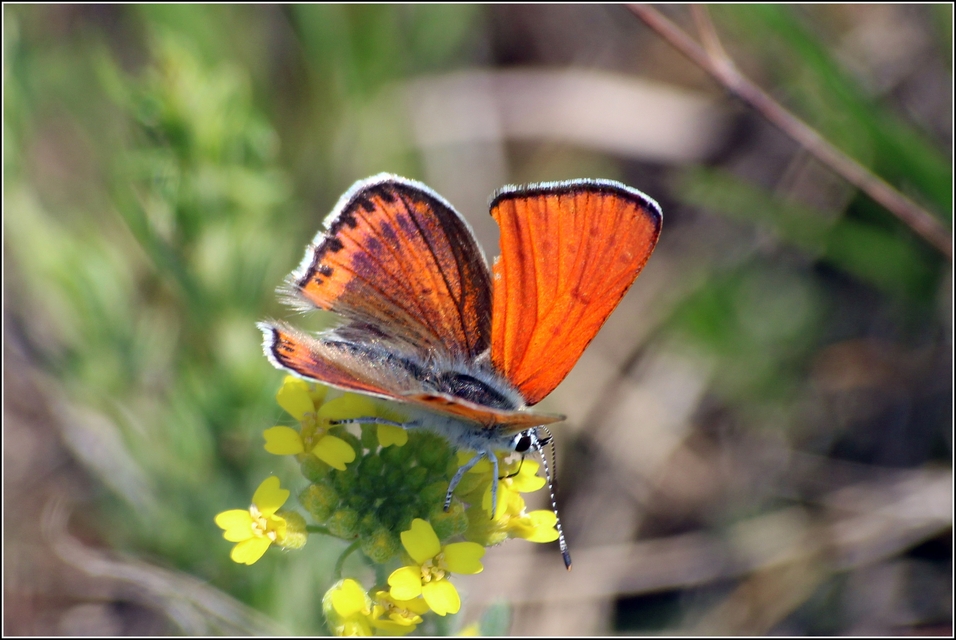 Lycaena thersamon - kis tűzlepke