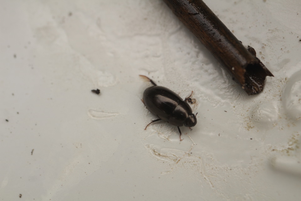 Limnoxenus niger - fekete csibor