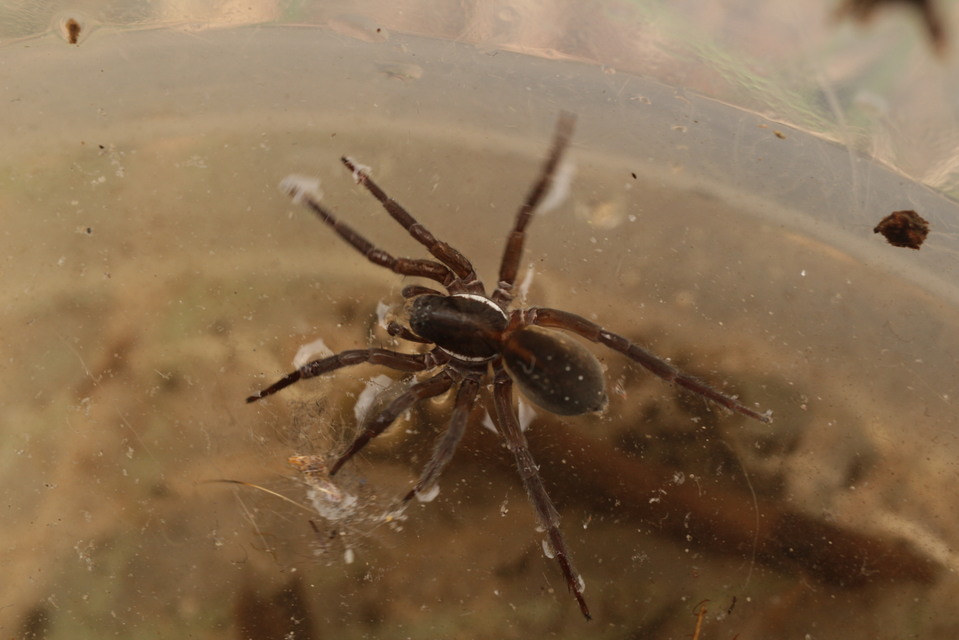 Piratula