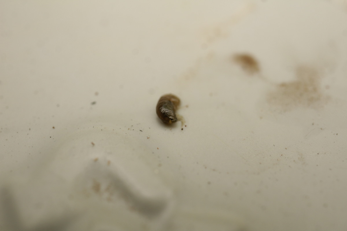 Synurella ambulans - hókás bolharák