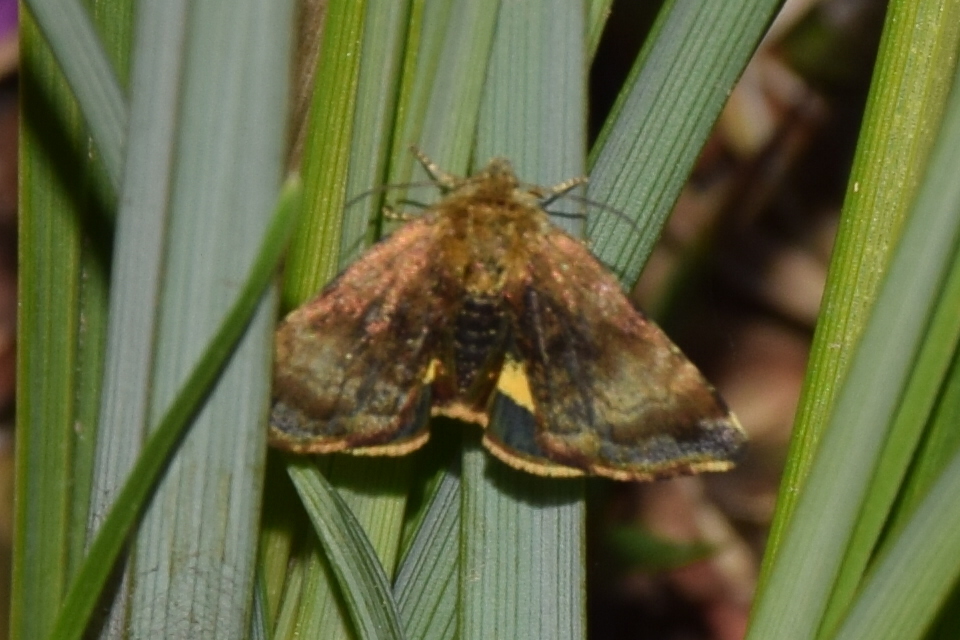 Panemeria tenebrata - apró sárgabagoly