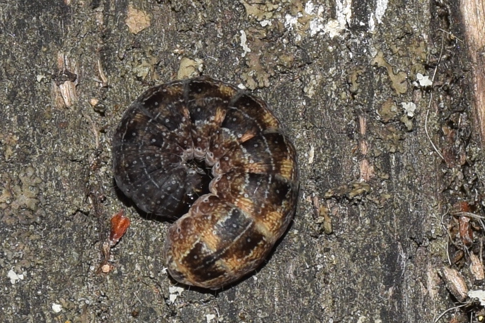 Sunira circellaris - okkersárga őszibagoly