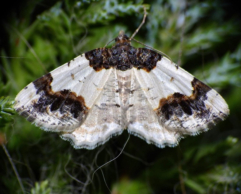 Ligdia adustata - barna levélaraszoló