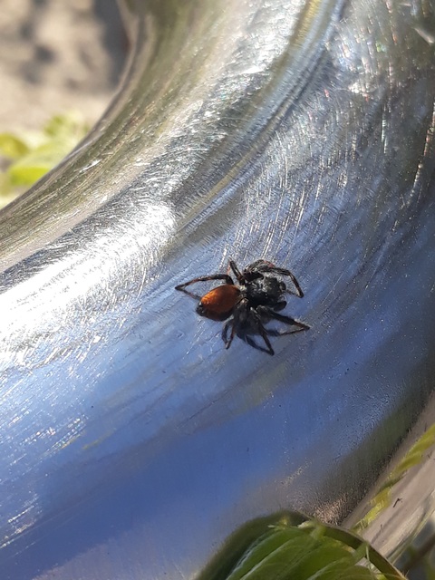 Carrhotus xanthogramma - rozsdás ugrópók