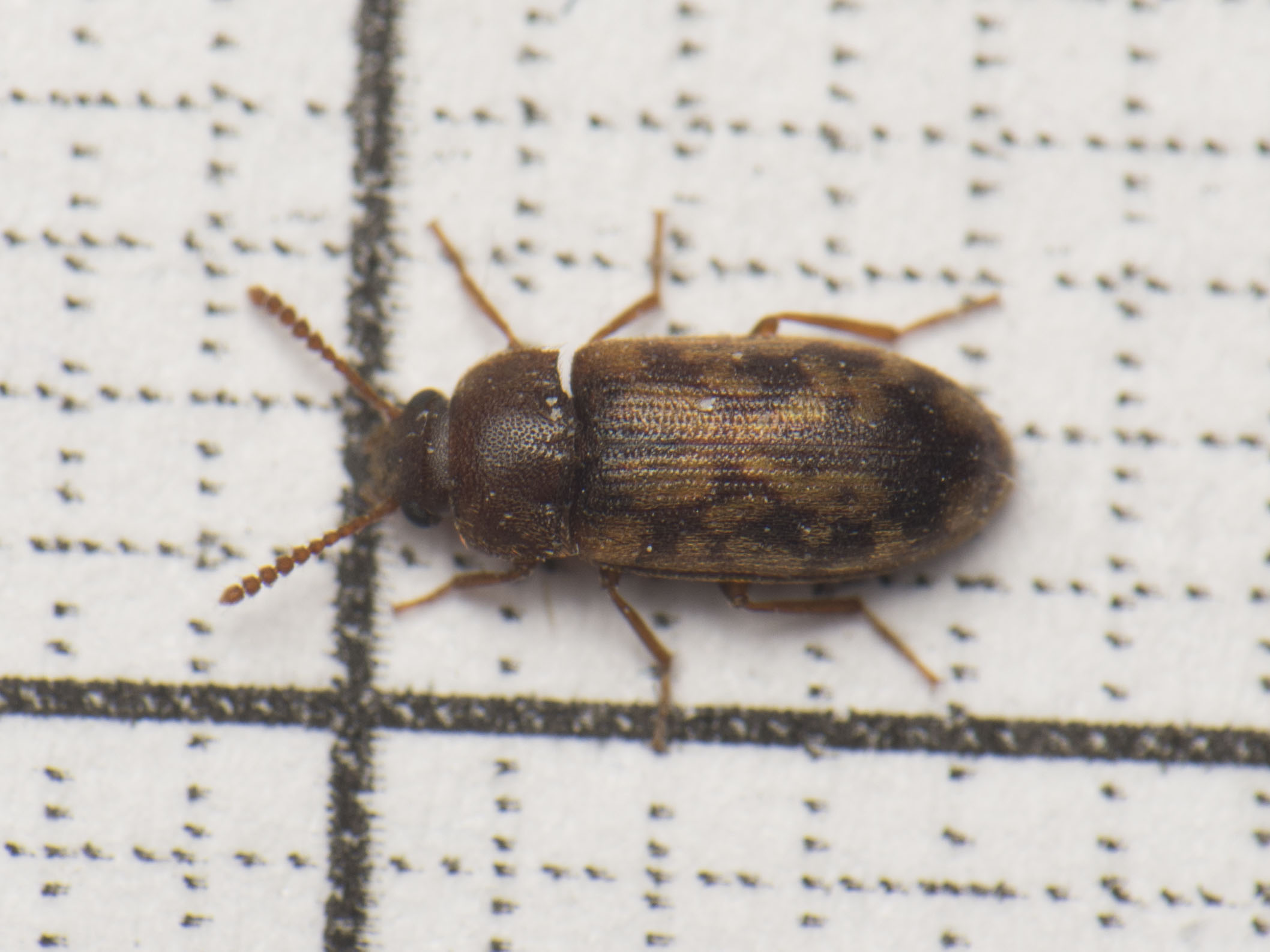 Mycetophagus multipunctatus