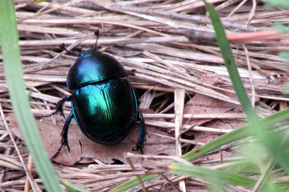 Trypocopris vernalis - tavaszi álganéjtúró
