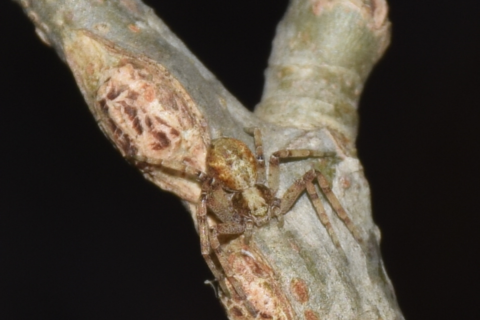 Philodromus