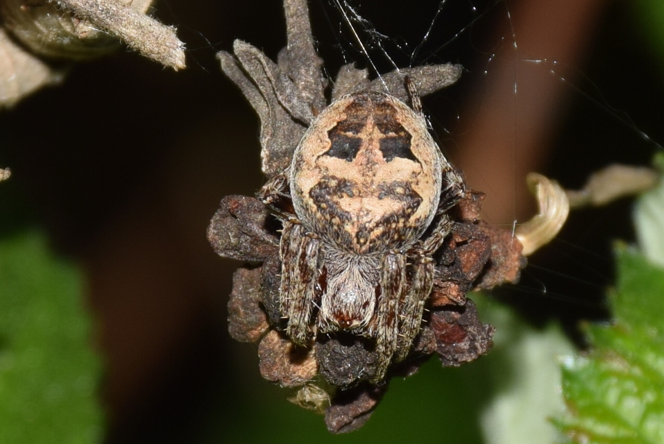 Larinioides cornutus - nádi keresztespók