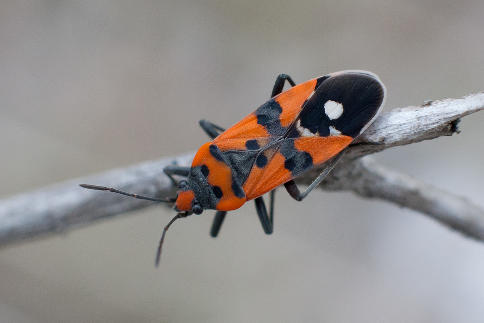 Lygaeus equestris/simulans