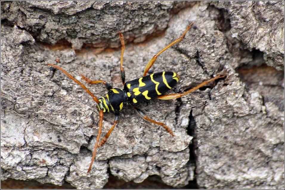 Plagionotus arcuatus - bársonyos darázscincér