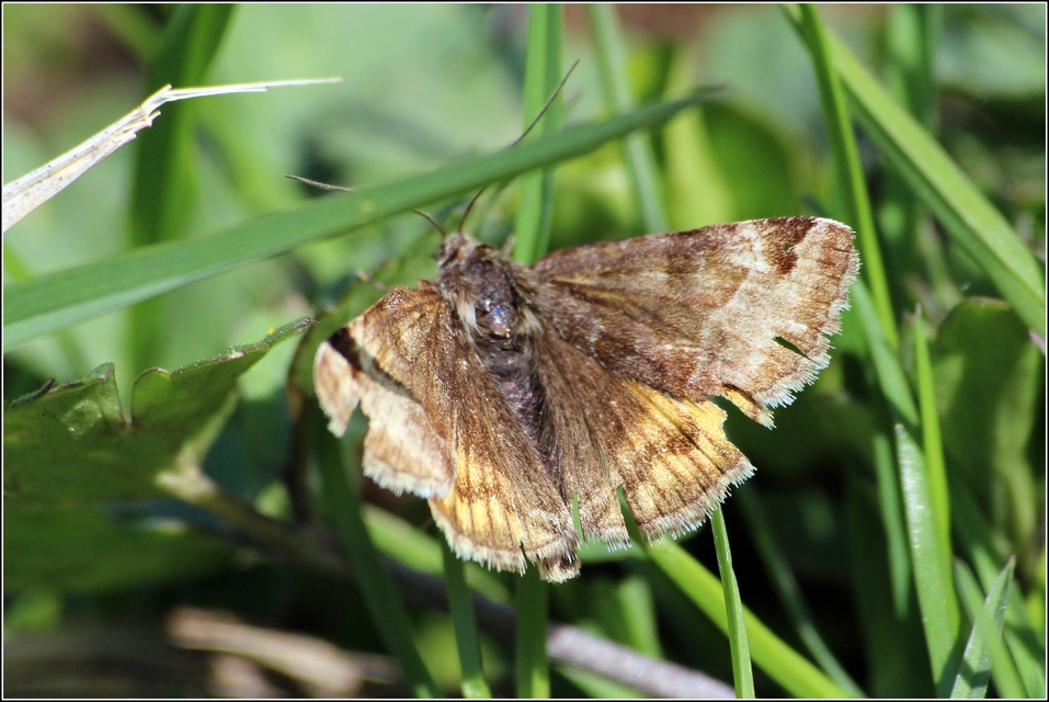 Euclidia glyphica - közönséges nappalibagoly