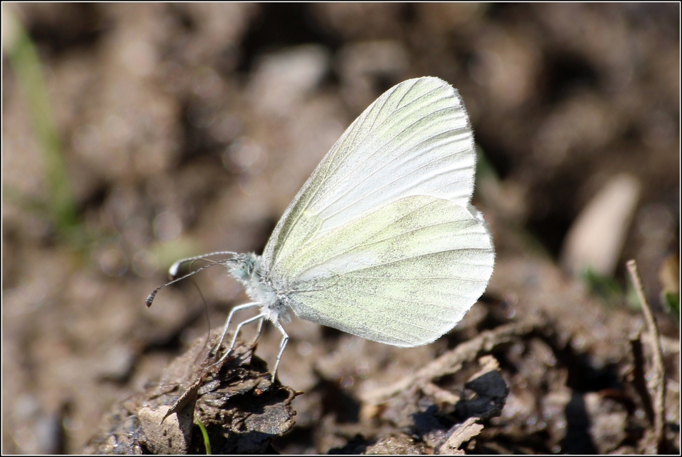 Leptidea sinapis - mustárlepke