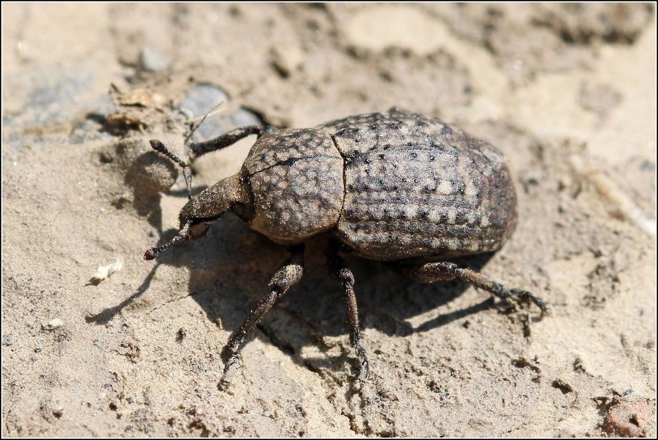 Minyops variolosus - nyugati bordásormányos