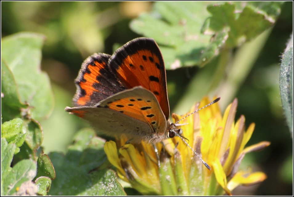 Lycaena phlaeas - közönséges tűzlepke