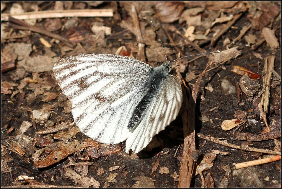 Pieris napi - repcelepke