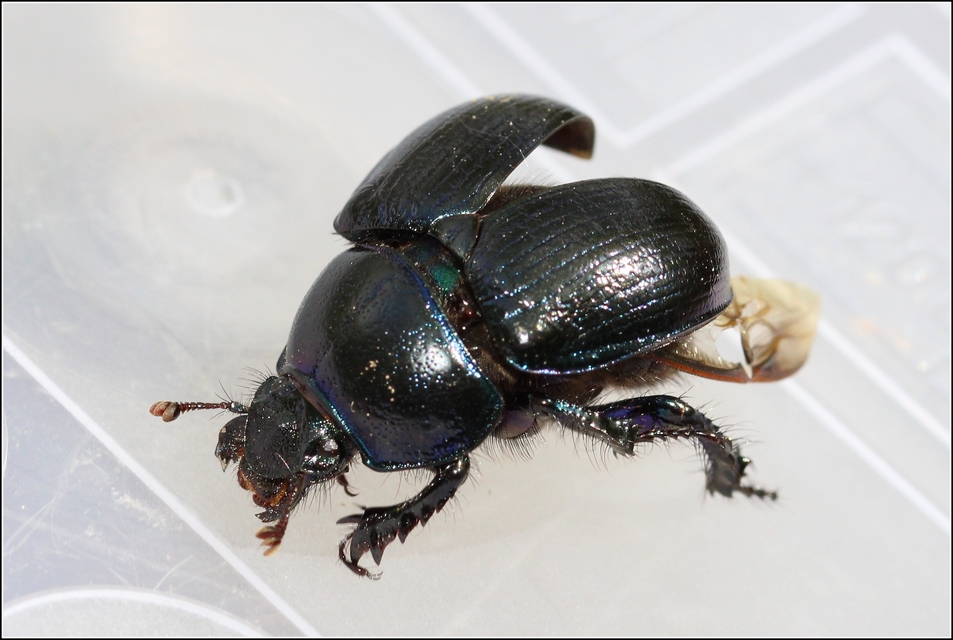 Anoplotrupes stercorosus - erdei álganéjtúró
