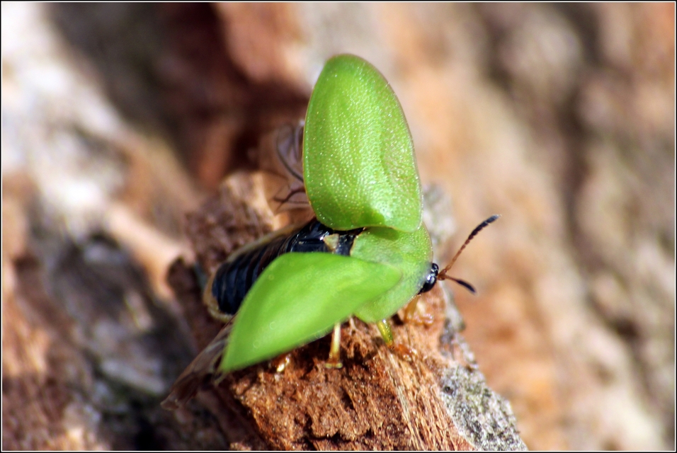 Cassida viridis - zöld pajzsbogár Cassida viridis - zöld pajzsbogár