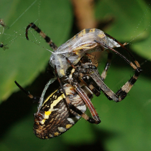 Argiope bruennichi - darázspók