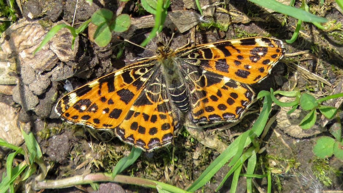 Araschnia levana - pókhálós lepke