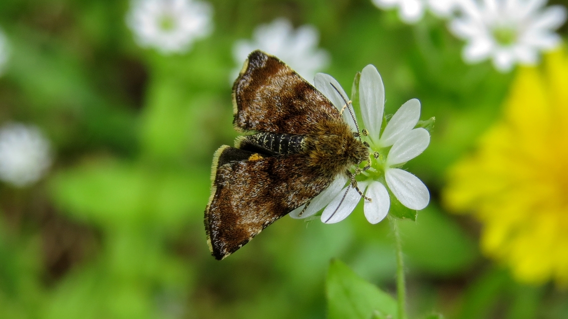 Panemeria tenebrata - apró sárgabagoly