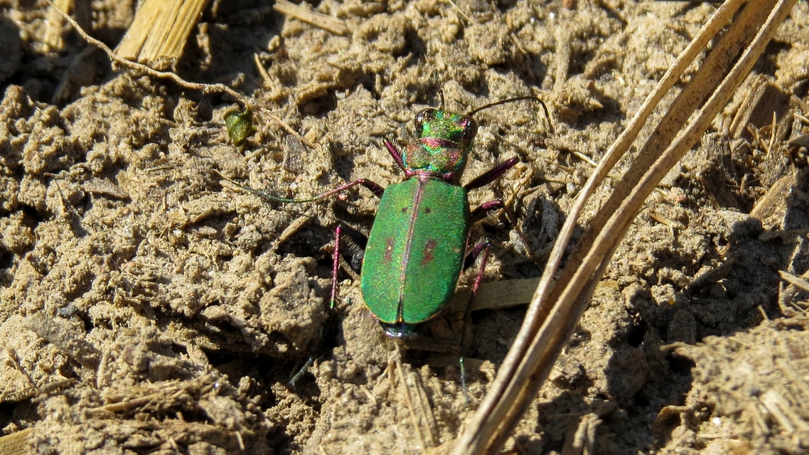 Cicindela campestris - mezei homokfutrinka