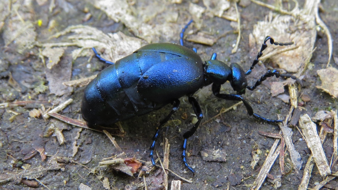 Meloe violaceus - kék nünüke