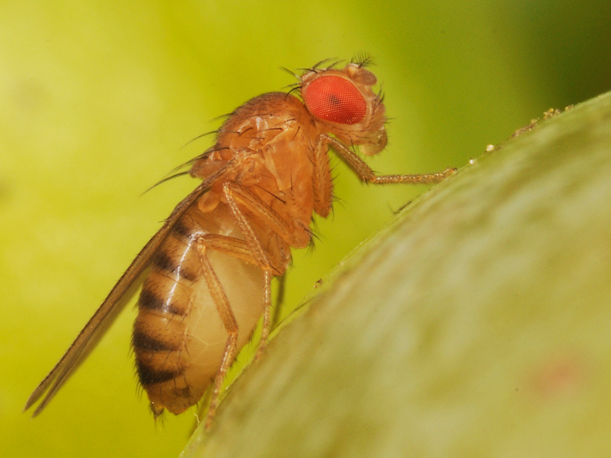 Drosophila