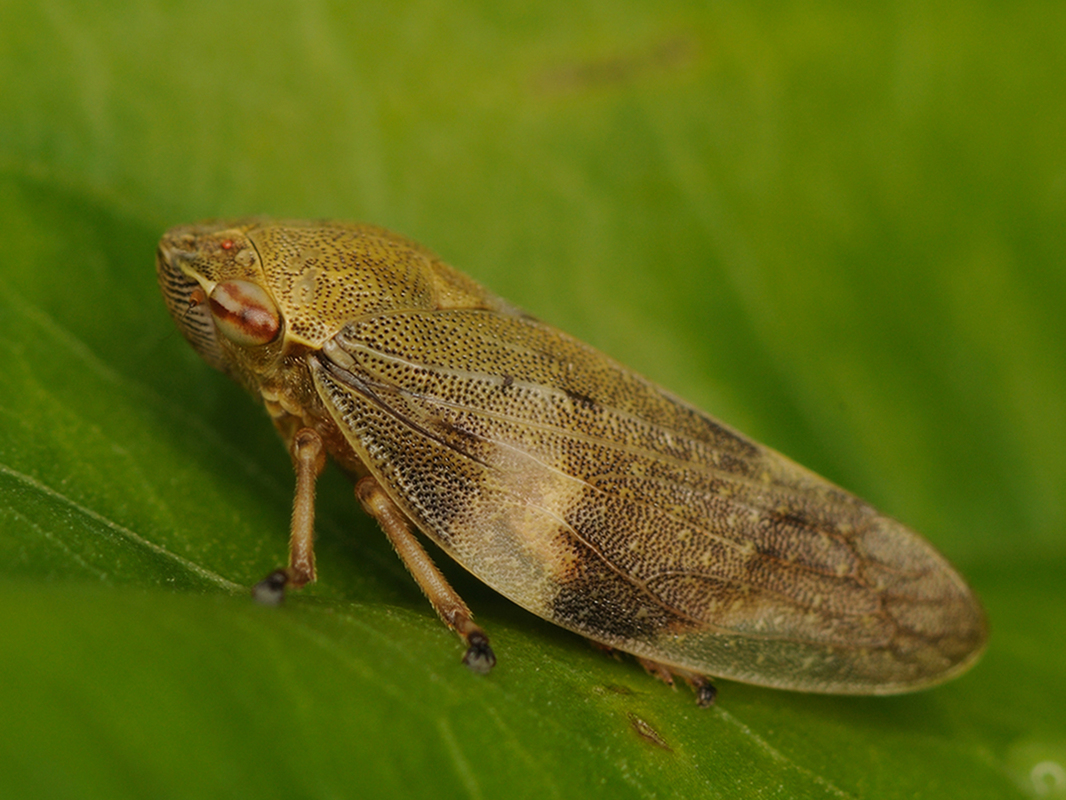 Aphrophora alni