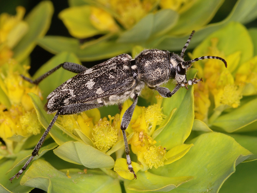Xylotrechus rusticus - egérszínű darázscincér