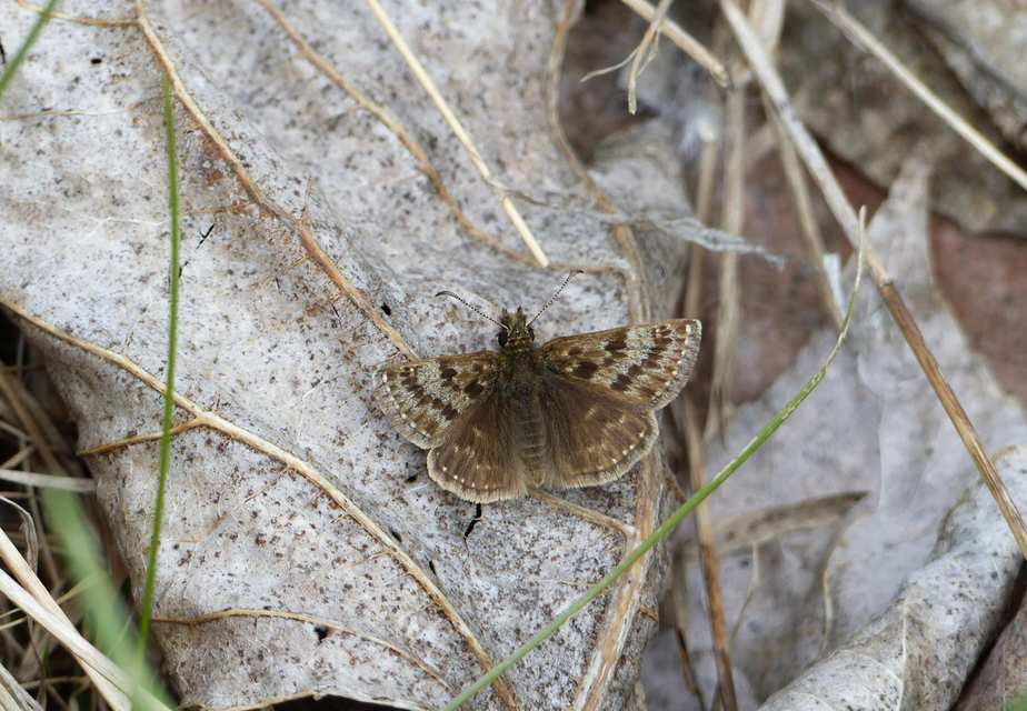 Erynnis tages - cigánylepke