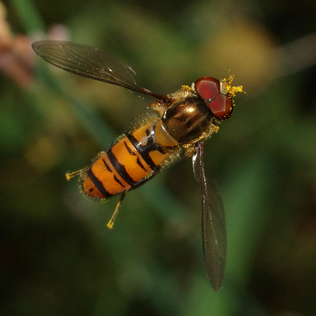Episyrphus balteatus - ékfoltos zengőlégy