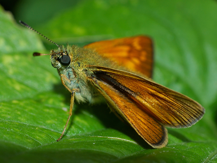 Ochlodes sylvanus - erdei busalepke