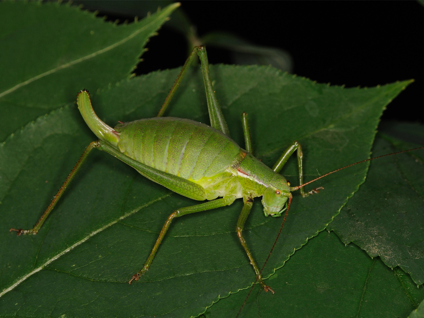 Isophya kraussii - erdei tarsza