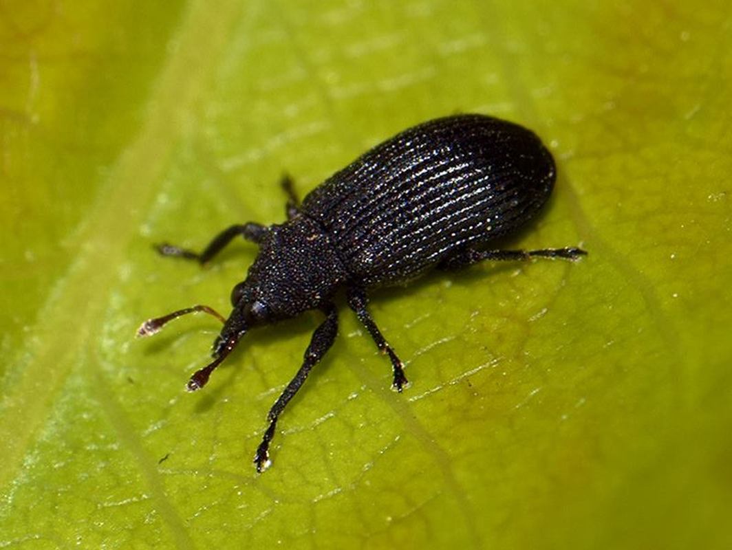 Magdalis fuscicornis - selymes magdolnaormányos