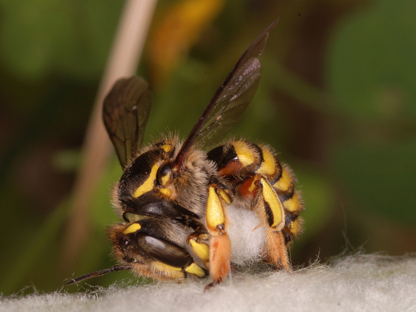 Anthidium