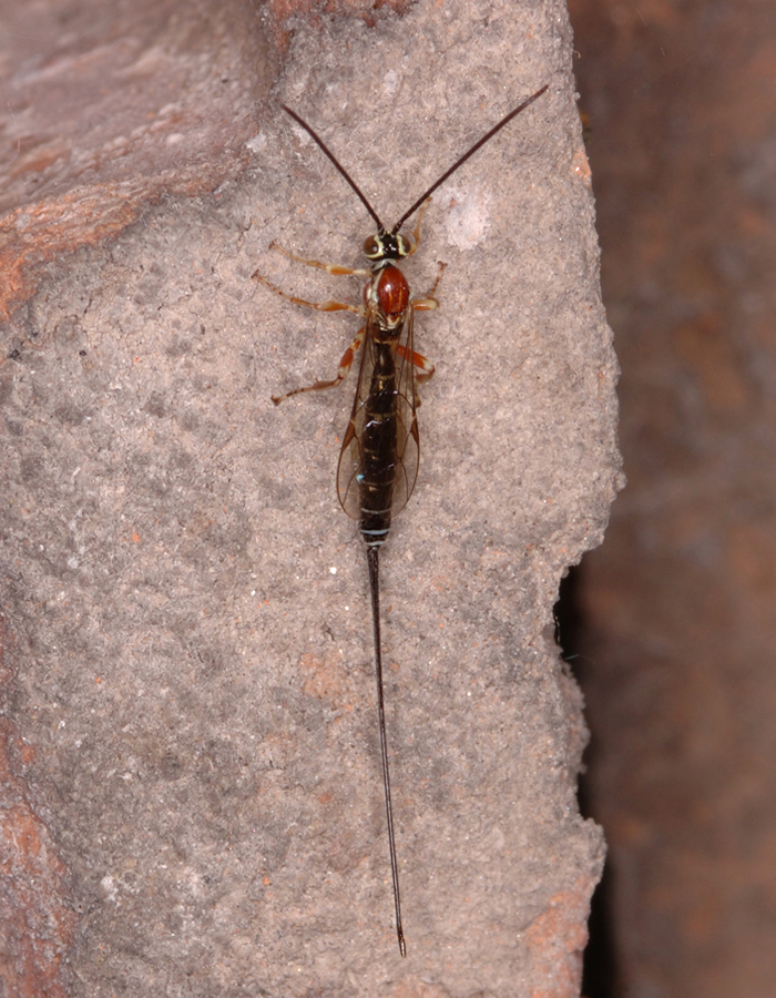 Perithous septemcinctorius