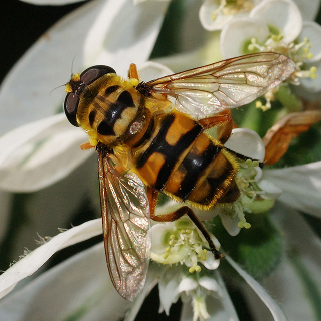 Myathropa florea - halálfejes odúlégy