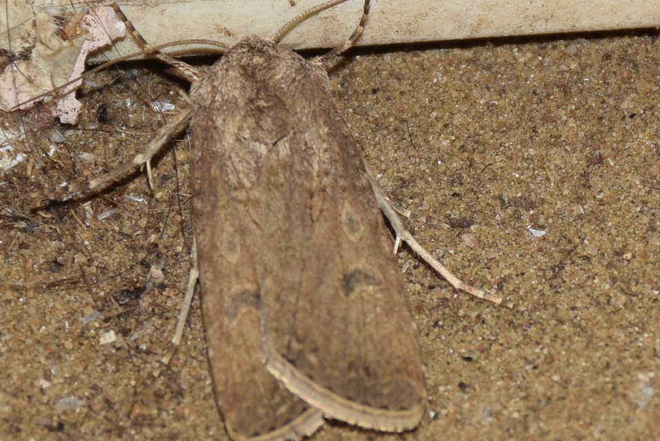 Agrotis segetum - vetési földibagoly