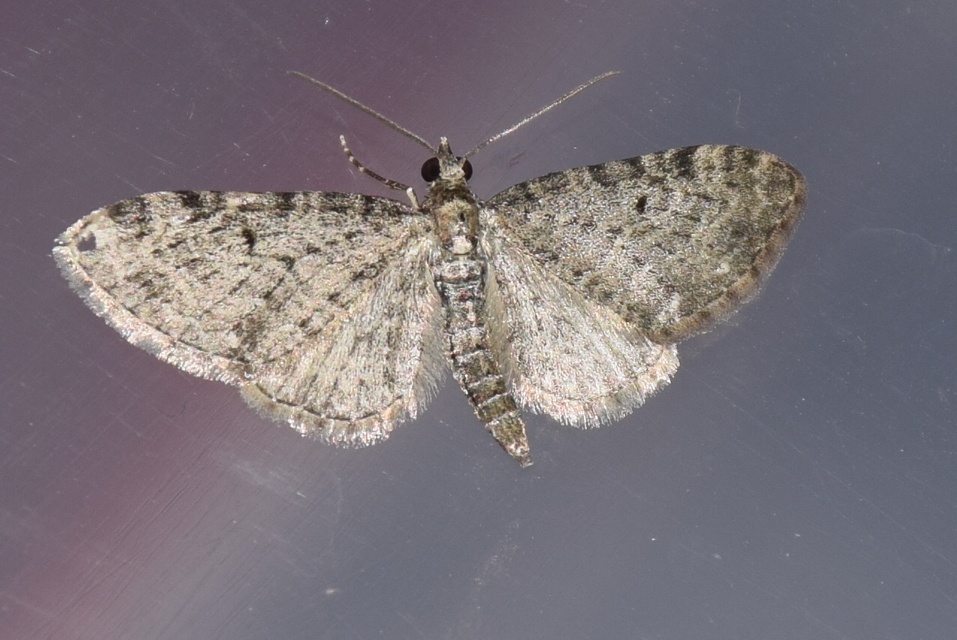 Eupithecia virgaureata - aranyvessző-törpearaszoló
