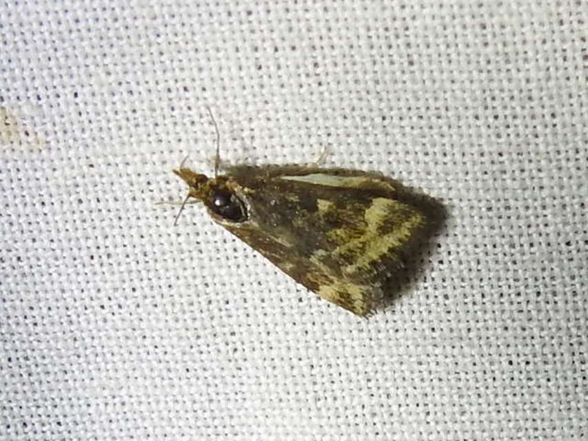 Pyrausta despicata - réti bíbormoly