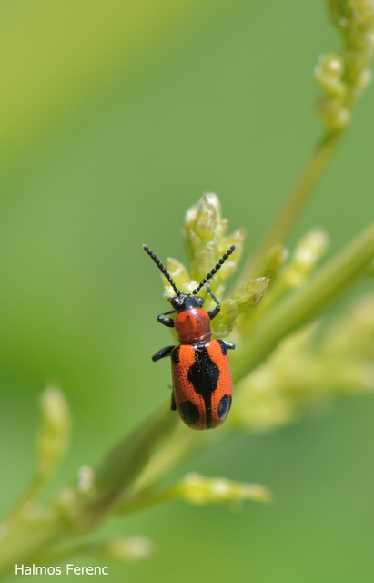 Crioceris quinquepunctata - ötpontos spárgabogár Crioceris quinquepunctata - ötpontos spárgabogár