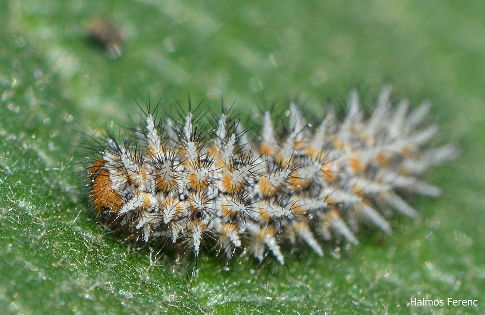 Melitaea trivia - kis tarkalepke Melitaea trivia - kis tarkalepke