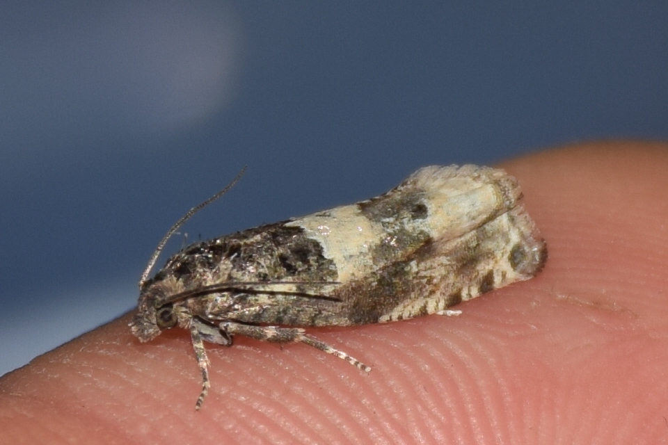 Epiblema scutulana - réti tükrösmoly