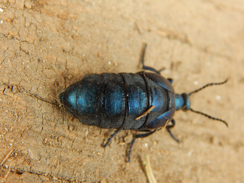 Meloe violaceus - kék nünüke